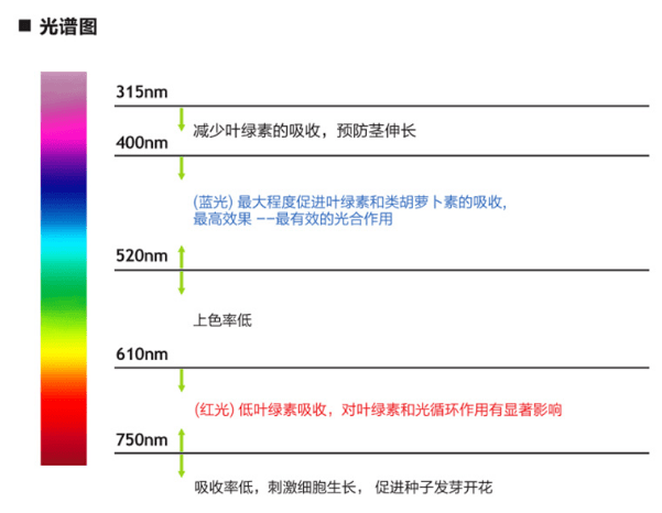 植物补光灯的效果跟哪些因素有关？