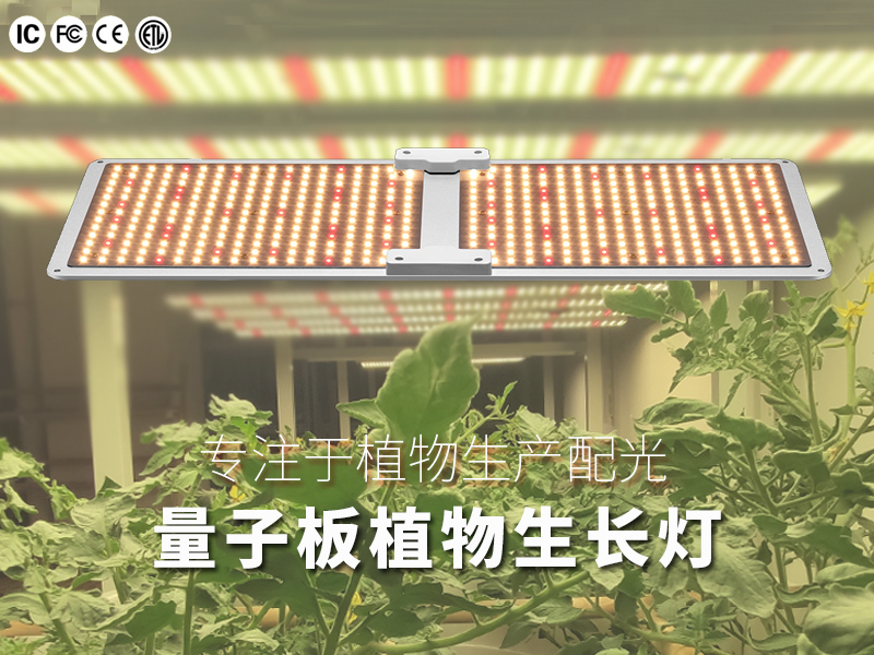 量子板植物灯（200W）