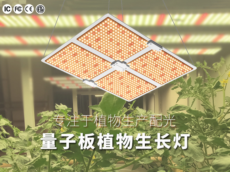 量子板植物灯（400W）