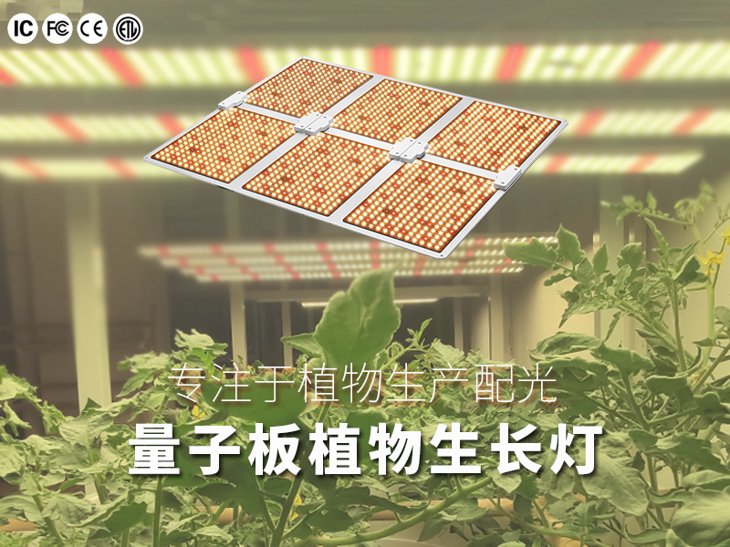 量子板植物灯（600W）