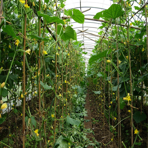 大棚种植瓜类蔬菜有必要采用植物补光灯吗？